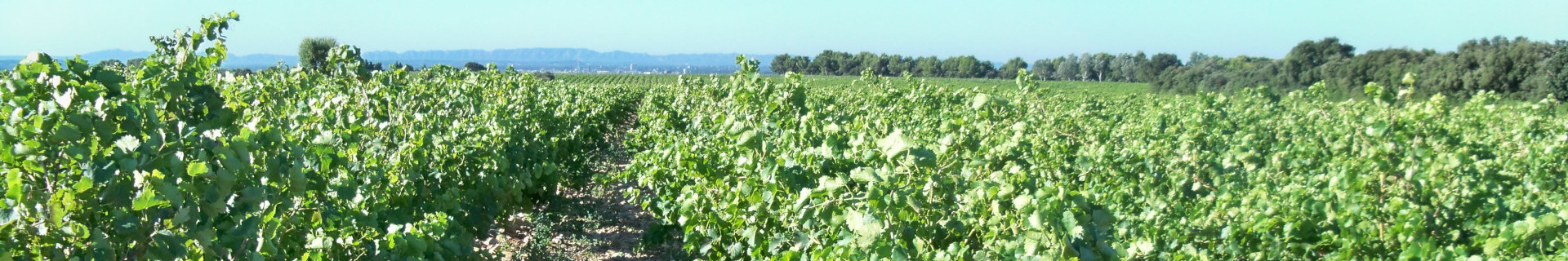 Les vignes de Châteauneud-du-Pape