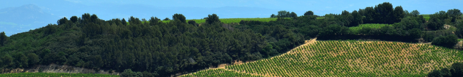 Vignoble de Châteauneud-du-Pape